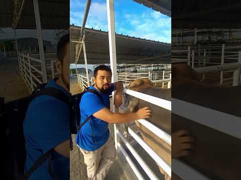 Ganadería Piurana en el trópico seco #brahman #cebu #ganaderia #piura #ganaderos #sullana