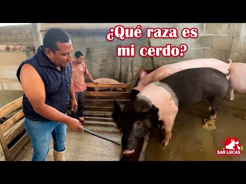 ¿Cómo identifico la raza de un cerdo? | Granja San Lucas