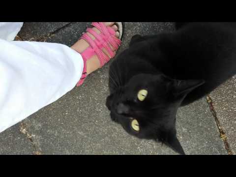 The Cats of Gladwell Road