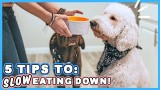 YOUR DOG IS EATING TOO FAST 😦 🐶 How to slow your dog down, EASILY!