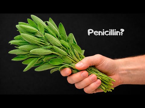 If that doesn't help, then nothing will! Natural penicillin. The benefits of sage.