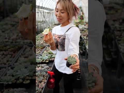 花が咲く三角形の葉を持つ多肉植物青緑