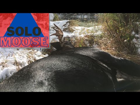 Solo Moose Rifle Hunt