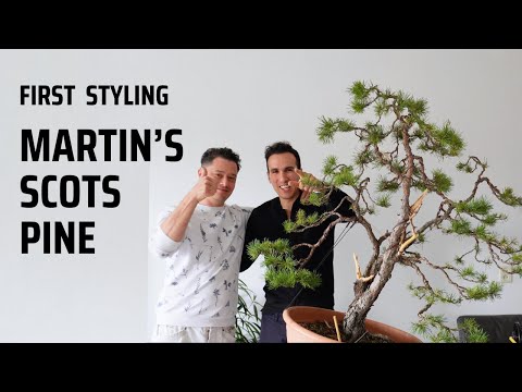 Scots Pine Bonsai first transformation