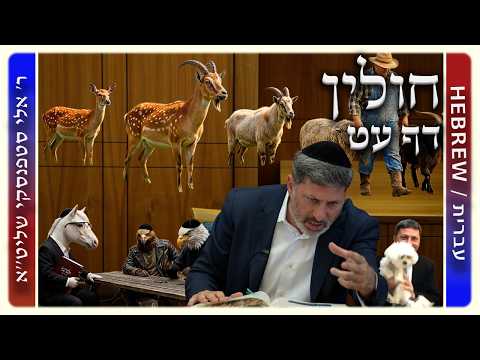 מרכז דף יומי - חולין דף עט. - ר' אלי סטפנסקי שליט"א