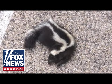 Skunks invade small New Mexico town
