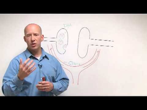 Benefits Of DHA For Your Brain