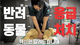 [골든타임] 반려동물 응급처치, 이것만 알아두세요 💥 ❗