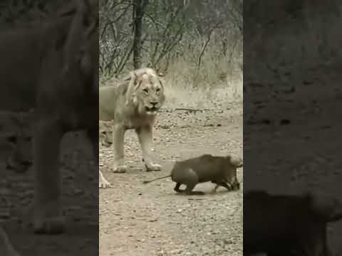 lion kill pig small baby #lioninsaan #hunting angry lion