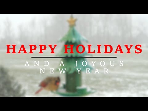 Snow and Cardinal on Winter Backyard Bird Feeder Cam #birds #nature #wildlife #bird #birdwatching