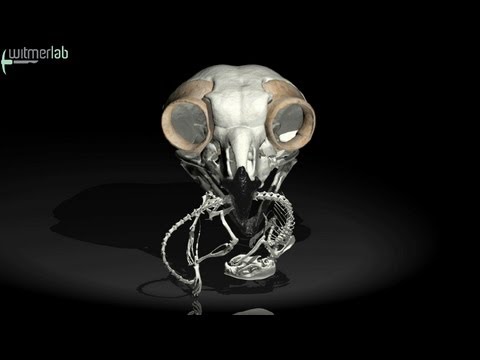 Predator & Prey (owl & mouse) - brain endocast and inner ear