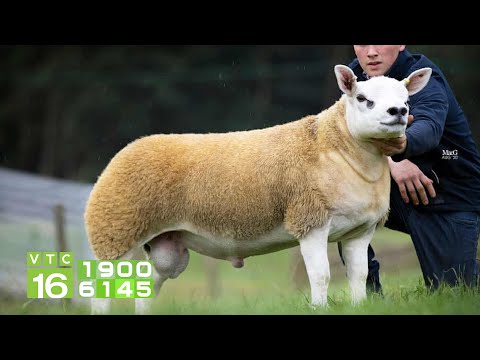 , title : 'Ngắm chú cừu đắt nhất thế giới, giá 11 tỷ đồng | VTC16'