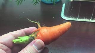 Hydroponic Carrot - Will it Kratky?