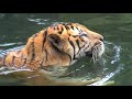 Harimau Si Kucing Besar Nan Lucu Pintar Manjat | SI OTAN