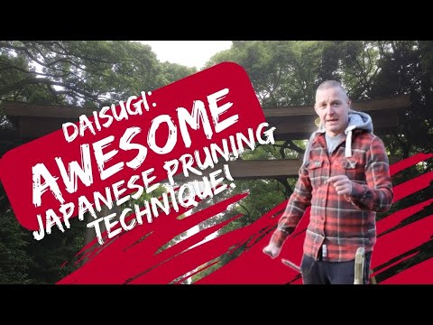 Thumbnail for How Japan Invented Daisugi, the Ancient Method of Growing Lumber Without Cutting Down Trees by Sting