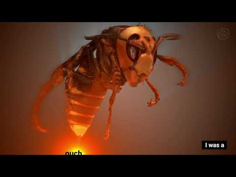 Revision 2024 - Compo - PC Demo