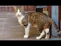 When The Cowardly Tabby Cat Gave Up Her Food For The Bully Orange Cat