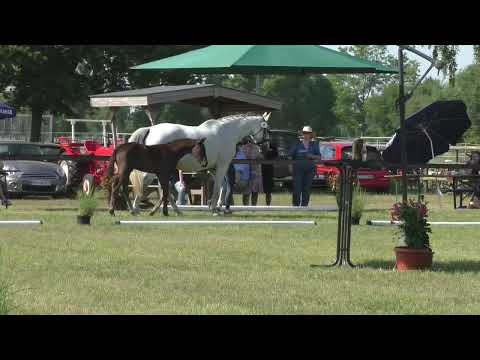 Fohlenschau 2023 - 08 Hengstfohlen v. Expectation