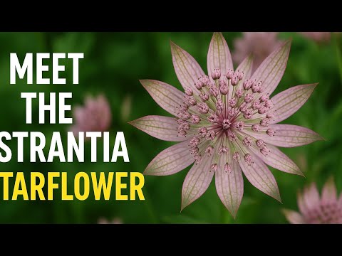 Astrantia: The Starflower That Looks Like a Galaxy ✨🌸 | Easy Care Plant
