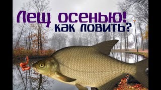 Лещ на что клюет осенью