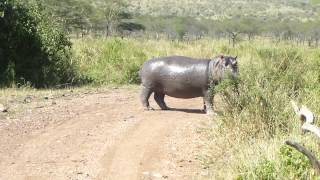 hippo crossing the road...Serengeti