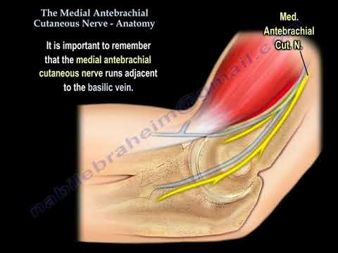 NERVE INJURY ,The Medial Antebrachial Cutaneous- Everything You Need To Know - Dr. Nabil Ebraheim
