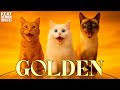 HUNTR X GOLDEN Vs CATS