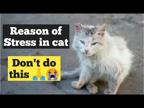 Causes of Stress in Cat's | How to know your Cat in stressed