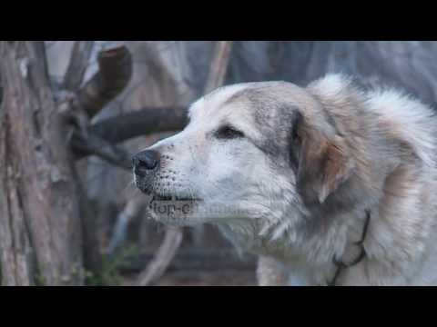 Fiks Fare, 03 Prill, Pjesa 1 - Investigative Satirical Show