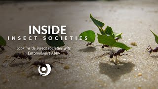 Varsity Tutors' StarCourse - Inside Insect Societies presented by Abby Lehner