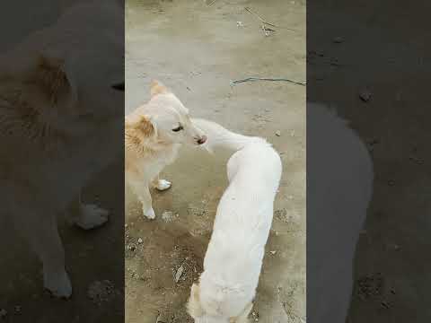 Rosi dog 🐶 piplan main bahot Ziyad