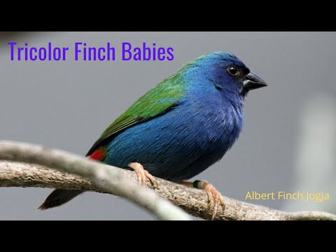 Amada papagájovitá trojfarebná (Erythrura tricolor) — video o speve a chove