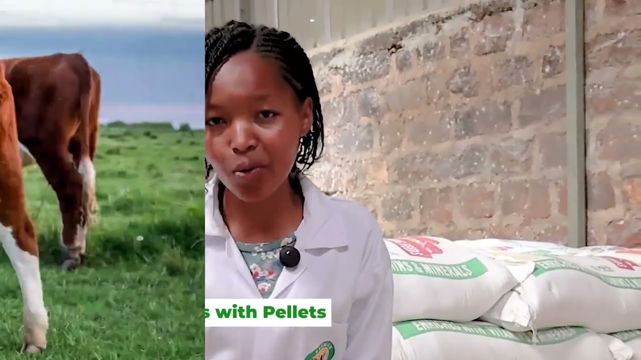 Calf Pellet Feeds for Healthy Calves