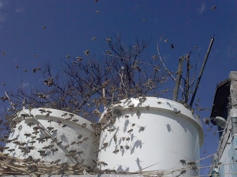 Стимуляция пчелы искуственной пыльцой на пасике