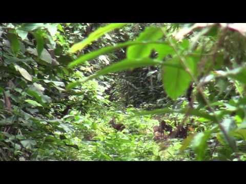 Safaris Chelet - Blue Duiker shot -  Kika Cameroon