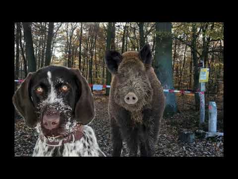 Ein Jagdhund Appell vor der Treibjagd