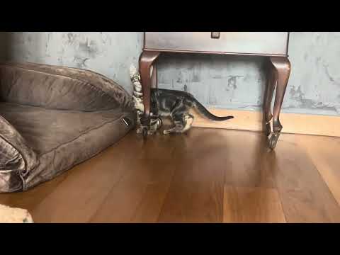 Vídeo de DOLLY
