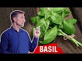 Amazing Health & Nutritional Benefits Of Basil | Dr. Berg