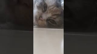 地面スレスレから見てみたら　#ねこ　#ねこ動画 #cat #かわいい #kitten