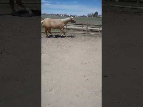 KAJ Pet Sitting video.