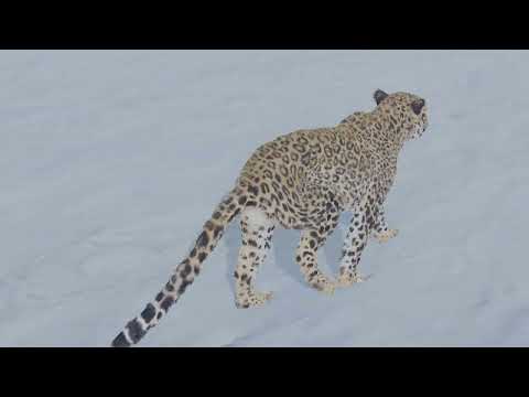 snow leopard Animation created with blender