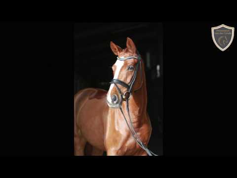 VERKAUFT! Videopräsentation: 5-jährige Fuchsstute von Belissimo M x Lauries Crusador xx zu verkaufen