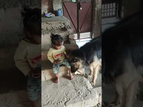 ,#abhigyan#feeding bread to a dog