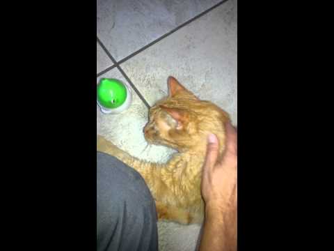 Crystal the Pet Nanny. LLC video.