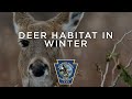 Deer Habitat In Winter