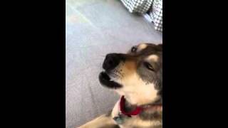 Husky Singing Beethoven's Fur Elise