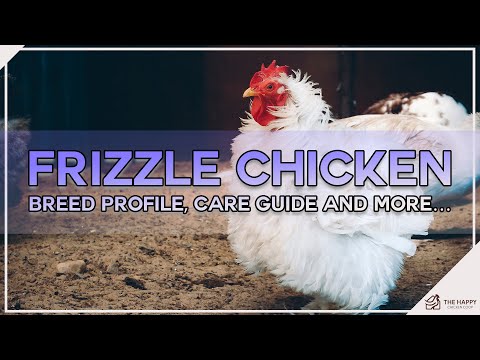 Frizzle Chicken Breed Profile, Care Guide and More…