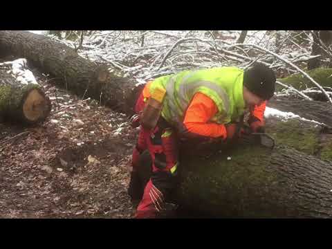 Motorsägekette feilen im Wald