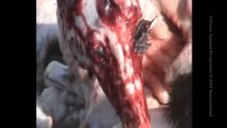 Agathocles - Life Control