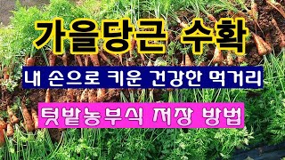 [텃밭농부 1,741]  정성껏 키운 가을당근. 수확하여 장기간 저장하는 방법. #당근재배